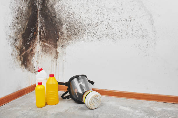 Best Emergency Mold Removal  in Penn Valley, CA