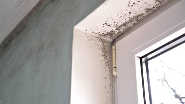 Best Attic Mold Removal  in Penn Valley, CA
