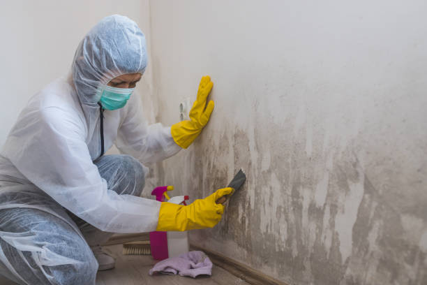 Best Commercial Mold Removal  in Penn Valley, CA