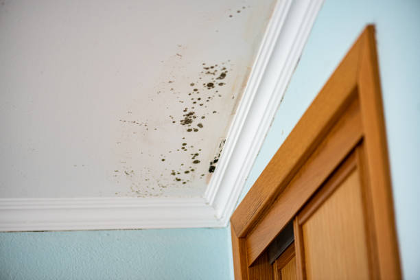 Best Mold Cleaning Services  in Penn Valley, CA