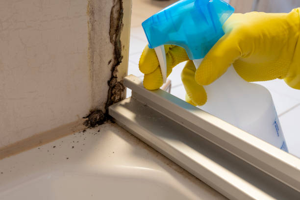 Professional Mold Removal in Penn Valley, CA