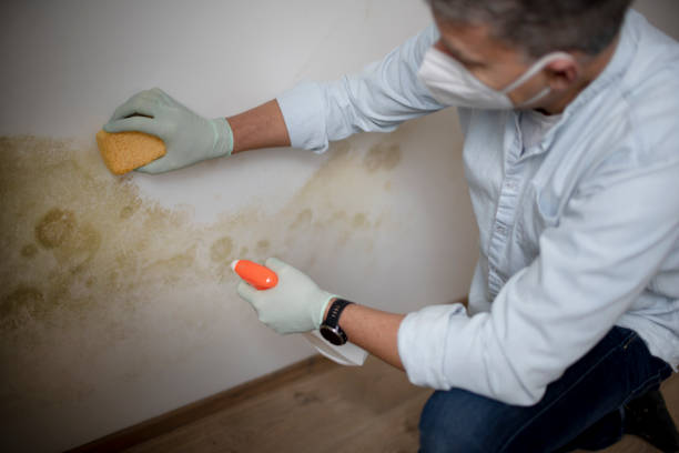 Mold Removal and Inspection in Penn Valley, CA