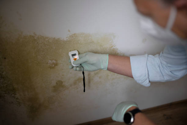Best Best Mold Removal Companies  in Penn Valley, CA
