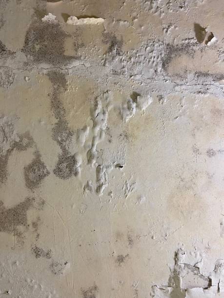 Best Same-Day Mold Removal  in Penn Valley, CA