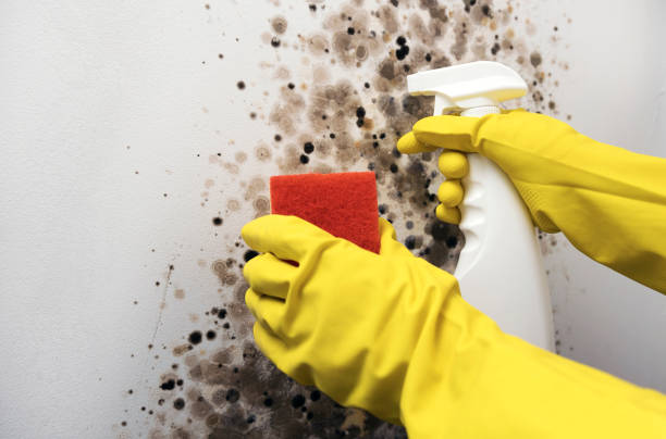Best Residential Mold Removal  in Penn Valley, CA