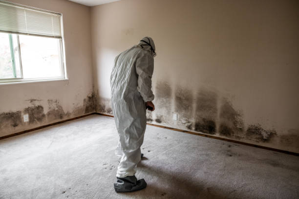 Mold Removal Process in Penn Valley, CA