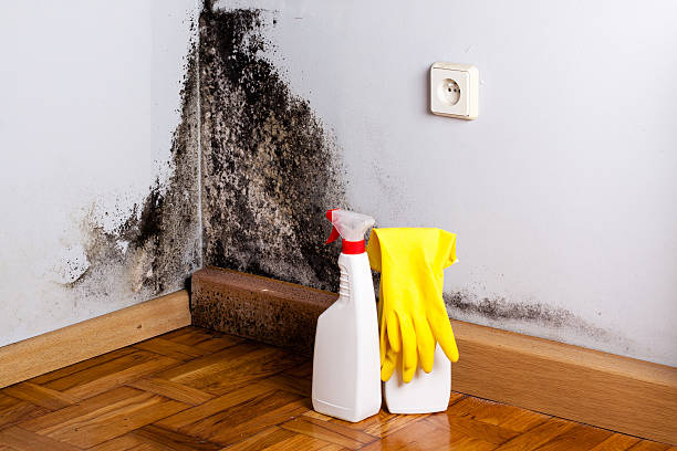 Best Same-Day Mold Removal  in Penn Valley, CA