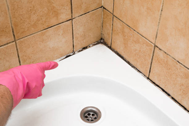 Best Mold Damage Repair  in Penn Valley, CA